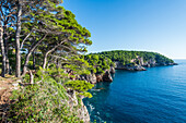 Kiefern an der Küste der Insel Koločep nahe Dubrovnik, Kroatien