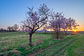Sonnenuntergang mit blühenden Mandelbäumen am Geilweilerhof Siebeldingen, Deutsche Weinstraße, Pfälzerwald, Südliche Weinstraße, Rheinland-Pfalz, Deutschland