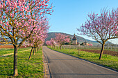 Almond blossom at the Hofgut and former monastery Geilweilerhof, today Institute for Vine Breeding Siebeldingen, German Wine Route, Palatinate Forest, Southern Wine Route, Rhineland-Palatinate, Germany