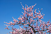 Blossoming almond tree near Haardt, Neustadt an der Weinstrasse, German Wine Route, Rhineland-Palatinate, Germany