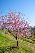 Blossoming almond trees in Gimmeldingen, Neustadt an der Weinstrasse, German Wine Route, Rhineland-Palatinate, Germany