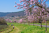 Blossoming almond trees in Gimmeldingen, Neustadt an der Weinstrasse, German Wine Route, Rhineland-Palatinate, Germany