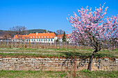 Schlösschen Hiltbrandseck near Gimmeldingen at the time of the almond blossom, Gimmeldingen, Neustadt an der Weinstrasse, German Wine Route, Rhineland-Palatinate, Germany