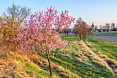 Blossoming almond trees at Geilweilerhof Siebeldingen in the evening light, German Wine Route, Palatinate Forest, Southern Wine Route, Rhineland-Palatinate, Germany