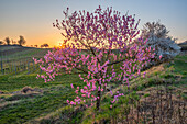 Sunset with blossoming almond trees at Geilweilerhof Siebeldingen, German Wine Route, Palatinate Forest, Southern Wine Route, Rhineland-Palatinate, Germany