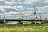Herd of sheep at the Niederwartha Elbe bridges seen from the Elberadweg on the left bank of the Elbe, Dresden, Saxony, Germany