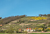 Weinberge des Spaargebirges vom Elberadweg zwischen Dresden und Meissen am linken Elbufer aus gesehen, Sachsen, Deutschland