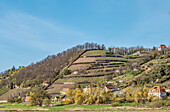 Vineyards of the Spaargebirge seen from the Elberadweg between Dresden and Meissen on the left bank of the Elbe, Saxony, Germany