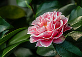 Close-up of the pink flowers of Camellia Japonica &#39;Herme Rot&#39; in Landschloss Zuschendorf, Saxony, Germany
