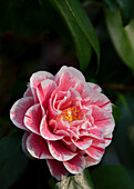 Nahaufnahme der rosafarbenen Blüten der Camellia Japonica ,Herme Rot' im Landschloss Zuschendorf, Sachsen, Deutschland