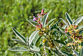 Salvia Scarea Var.Turkestiana, Pflanze "Vatikan White" Weißer Muskateller Salbei