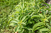 Nahaufnahme einer Honigblatt Süsskraut Pflanze (Stevia Rebaudiana)