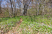 Forest and hiking trail with flowering wood anemone and squill at Rauhen Stein, Upper Danube Nature Park in the Swabian Jura, Baden-Württemberg, Germany