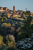 Blick auf Altstadt mit blühenden Bäumen im Vordergrund, Siena, Toskana, Italien, Europa