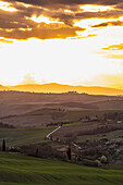 Landschaft bei Pienza, Val d'Orcia, Provinz Siena, Toskana, Italien, UNESCO Welterbe,  Europa