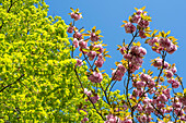 Japanische Kirschblüten, japanische Zierkirschen, Magdeburg, Sachsen-Anhalt, Deutschland