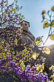 Baumblüte an der Mauer Festung Fort Belvedere, Florenz, Toskana, Italien, Europa