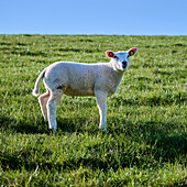 Young Lamb Shows Its Tongue; Dorum, 27632 Wurster Nordseekueste, Lower Saxony, Germany