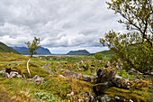 Wandern in den Lofoten, Vestvågøy, Norwegen