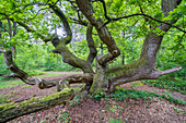 Oak in the kratte oak forest on the Holzberg near Buchholz, Lower Saxony, Germany