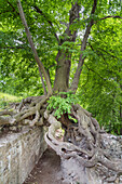 Lime tree at the archway of the Lauenburg castle ruins, Stecklenberg, Harz, Saxony-Anhalt, Germany