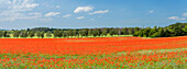 Poppy field, Blankenburg, Harz, Saxony-Anhalt, Germany