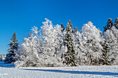 Bäume im Winter, Murnau, Oberbayern, Bayern, Deutschland
