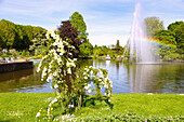 Rose Garden in Zweibruecken, Rhineland-Palatinate, Germany