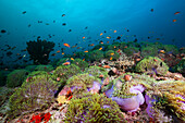 Malediven-Anemonenfische, Amphiprion nigripes, Nord Ari Atoll, Indischer Ozean, Malediven