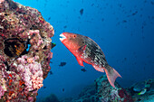 Nasenhöcker-Papageifisch, Scarus rubroviolaceus, Nord Ari Atoll, Indischer Ozean, Malediven