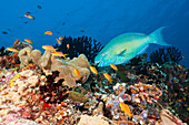 Nose tufted parrotfish, Scarus rubroviolaceus, Felidhu Atoll, Indian Ocean, Maldives