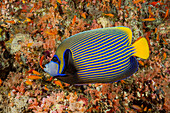 Emperor Angelfish, Pomacanthus imperator, South Male Atoll, Indian Ocean, Maldives