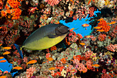 Blauschwanz-Nasendoktorfische, Naso Hexacanthus, Nord Male Atoll, Indischer Ozean, Malediven