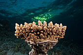 Hard Corals, North Ari Atoll, Indian Ocean, Maldives