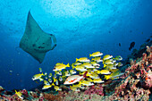 Riff-Manta, Manta alfredi, Nord Ari Atoll, Indischer Ozean, Malediven