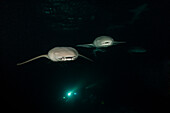 Nurse sharks at night, Nebrius ferrugineus, Felidhu Atoll, Indian Ocean, Maldives
