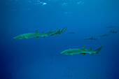 Nurse Sharks, Nebrius ferrugineus, Felidhu Atoll, Indian Ocean, Maldives