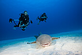 Diver and Nurse Shark, Nebrius ferrugineus, Felidhu Atoll, Indian Ocean, Maldives