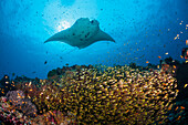 Riff-Manta ueber Glasfisch-Schwarm, Manta alfredi, Nord Ari Atoll, Indischer Ozean, Malediven