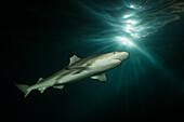 Blacktip Reef Shark, Carcharhinus melanopterus, Felidhu Atoll, Indian Ocean, Maldives