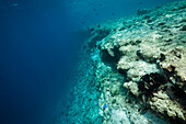Korallenbleiche auf Riffdach, Nord Male Atoll, Indischer Ozean, Malediven