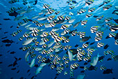 Schwarm Wimpelfische, Heniochus diphreutes, Nord Male Atoll, Indischer Ozean, Malediven