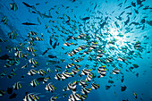 Schwarm Wimpelfische, Heniochus diphreutes, Nord Male Atoll, Indischer Ozean, Malediven