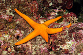 Purple starfish with a regrowing arm, Echinaster sepositus, Vis island, Mediterranean Sea, Croatia