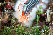 Fireworm, Hermodice carunculata, Vis Island, Mediterranean Sea, Croatia