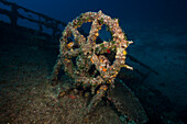 Steering wheel at the Teti wreck, Vis island, Mediterranean Sea, Croatia
