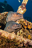 Brown moray eels at Teti wreck, Gymnothorax unicolor, Vis island, Mediterranean Sea, Croatia
