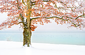 Winter at Lake Starnberg, Tutzing, Germany