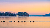 Eiderenten im Starnberger See am Morgen, Tutzing
