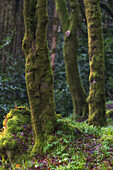 Unterer Teil eines Baumstamms mit Moos. 2 weitere Stämme im Hintergrund unscharf. Kilbrittain woods, Glanduff, County Cork, Irland.